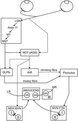 World Statistics Drive Learning of Cerebellar Internal Models in Adaptive Feedback Control: A Case Study Using the Optokinetic Reflex